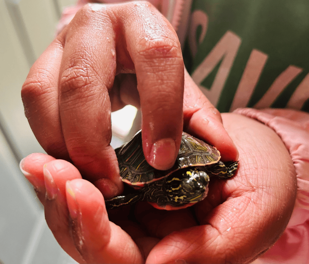 Shellbound: Bringing Home My First Baby Turtle! - E-JOURNAL TIMES MAGAZINE
